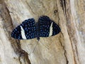 Black Cracker Butterfly Female Nymphalidae Hamadryas laodamia