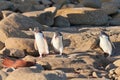 Family of NZ Yellow-eyed Penguin or Hoiho on shore Royalty Free Stock Photo