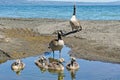 Family og canada geese Royalty Free Stock Photo