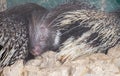 The family of Old World porcupines, or Hystricidae sleeping Royalty Free Stock Photo