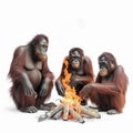 Family of orangutan monkeys sitting near the fire, close-up isolated