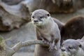 Family Oriental small-clawed otter, Amblonyx cinerea, during games Royalty Free Stock Photo