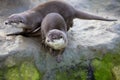 Family Oriental small-clawed otter, Amblonyx cinerea, during games Royalty Free Stock Photo