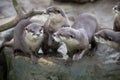 Family Oriental small-clawed otter, Amblonyx cinerea, during games Royalty Free Stock Photo