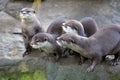 Family Oriental small-clawed otter, Amblonyx cinerea, during games Royalty Free Stock Photo