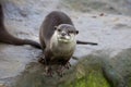 Family Oriental small-clawed otter, Amblonyx cinerea, during games Royalty Free Stock Photo