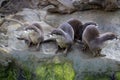 Family Oriental small-clawed otter, Amblonyx cinerea, during games Royalty Free Stock Photo