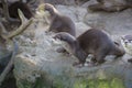 Family Oriental small-clawed otter, Amblonyx cinerea, during games Royalty Free Stock Photo