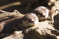 Family Oriental small-clawed otter, Amblonyx cinerea, during games Royalty Free Stock Photo