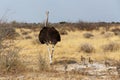 Family of Ostrich with chickens, Namibia