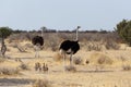 Family of Ostrich with chickens, Namibia