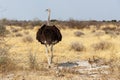 Family of Ostrich with chickens, Namibia