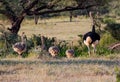 Family of ostrich chicks with rooster leading through the forest