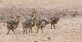 Family of ostrich chicks running after their parents in dry Kalahari sun