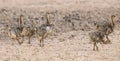 Family of ostrich chicks running after their parents in dry Kala Royalty Free Stock Photo