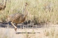 Family of ostrich chicks running after their parents in dry Kalahari sun Royalty Free Stock Photo