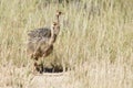 Family of ostrich chicks running after their parents in dry Kalahari sun