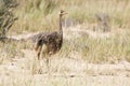 Family of ostrich chicks running after their parents in dry Kalahari sun Royalty Free Stock Photo