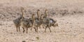 Family of ostrich chicks running after their parents in dry Kalahari sun Royalty Free Stock Photo