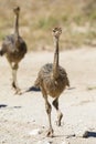 Family of ostrich chicks running after their parents in dry Kalahari sun Royalty Free Stock Photo