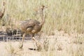 Family of ostrich chicks running after their parents in dry Kalahari sun Royalty Free Stock Photo