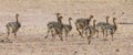 Family of ostrich chicks running after their parents in dry Kalahari sun