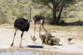 Family of ostriches approaching a water pool in hot sun of the K