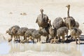 Family of ostriches drinking water from a pool in hot sun of the