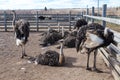 A family of ostriches on a farm in the village, Australia.