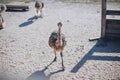 a family of ostriches on an ostrich farm