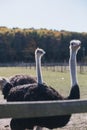 a family of ostriches on an ostrich farm