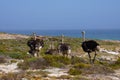 A family of ostriches walking to the sea