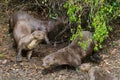 Family of otters in the Brazilian Pantanal
