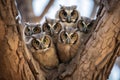 a family of owls sitting in the same tree