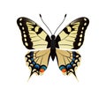 Family Papilionidae Butterfly Vector Illustration