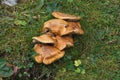 Family of Paxillus involutes, brown roll-rim, common roll-rim, poison pax