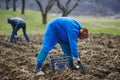 Family of peasants sowing potatoes