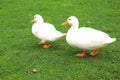 A family of Peking white ducks walk on the green lawn in spring, summer. Ducklings, meat duck, poultry on farm Royalty Free Stock Photo