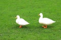 A family of Peking white ducks walk on the green lawn in spring, summer. Ducklings, meat duck, poultry on farm in the village.