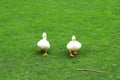 A family of Peking white ducks walk on the green lawn in spring, summer. Ducklings, meat duck, poultry on farm in the village.