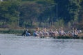 Family of pelicans bird, natural, nature, wallpaper Royalty Free Stock Photo