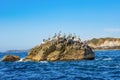 Family of pelicans standing on a rock formation.