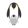 Family Penguin to feed chick Royalty Free Stock Photo