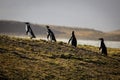 A family of penguins.