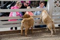 Family at a petting zoo Royalty Free Stock Photo