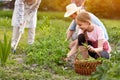 Family picking peas in garden Royalty Free Stock Photo