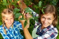 Family picking red cherry from tree Royalty Free Stock Photo