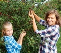 Family picking red cherry from tree in summer garden. Royalty Free Stock Photo