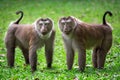 The family of pig-tailed macaque in the nature. Royalty Free Stock Photo