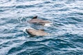 Family of pilot whales mid-swim in Norway\'s deep blue sea, sleek forms and captivating surface patterns Royalty Free Stock Photo